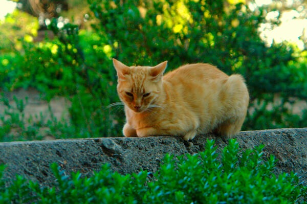 Alhambra privada gato tumbado